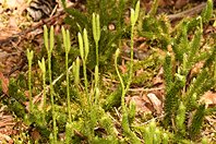 Lycopodium clavatum